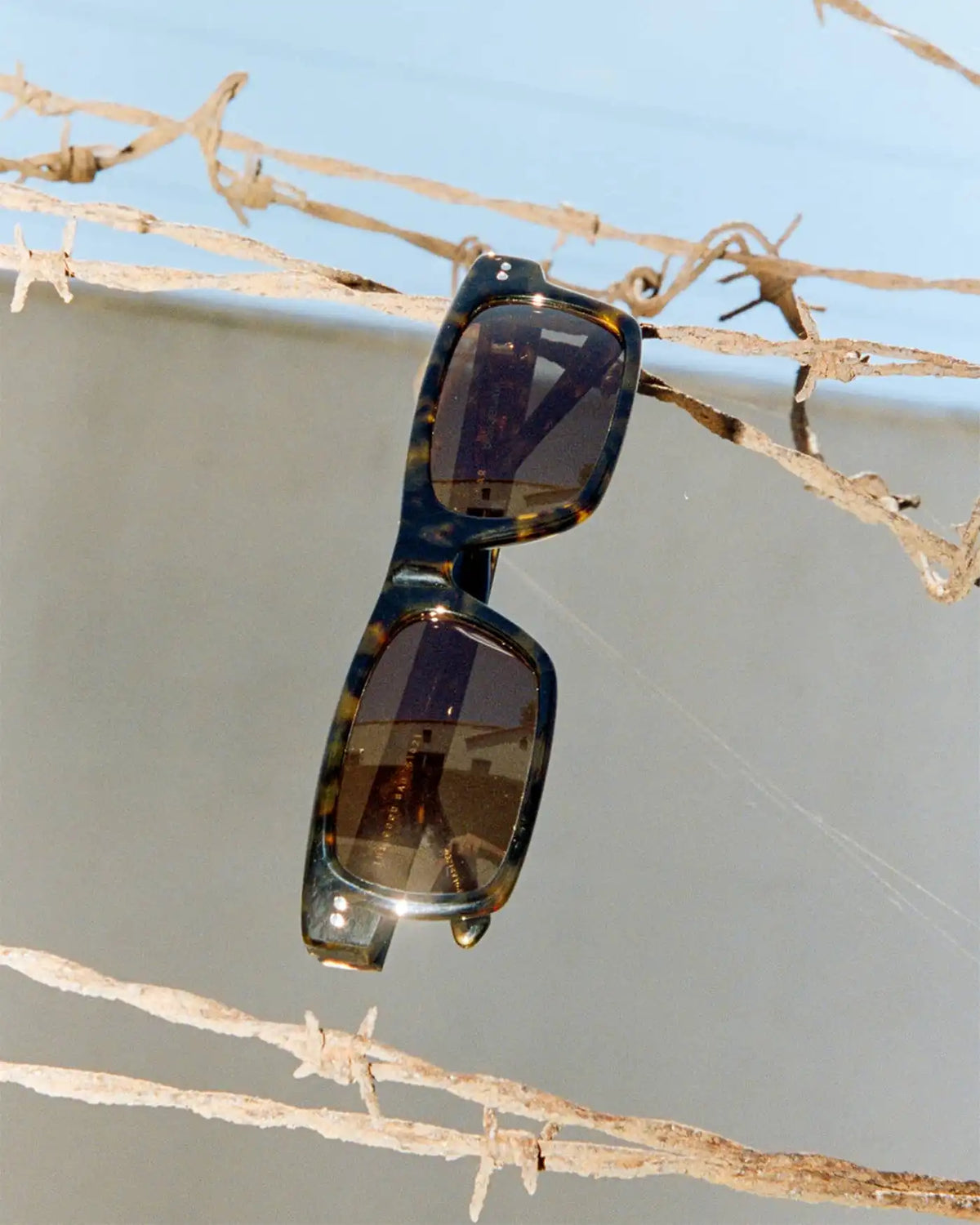 The Good Bad - Dark Tortoise Bio Polarized